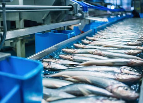 Balık İşleme Tesisi ve Balıklar Balık işleme tesisi içinde çalışan işçiler ve işlenmiş balıkların bulunduğu bir görüntü.